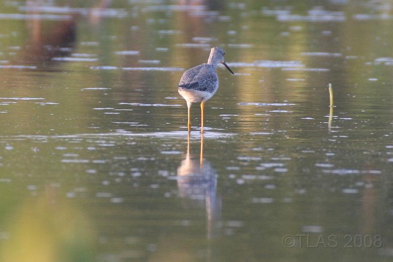 Greater Yellowlegs 092008 248.jpg